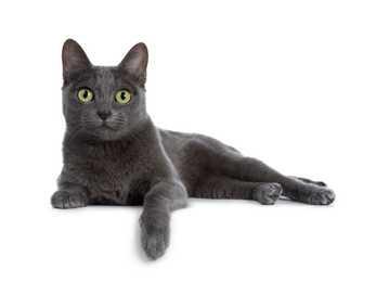 Korat cat breed laying down side ways with one paw extended against a white background