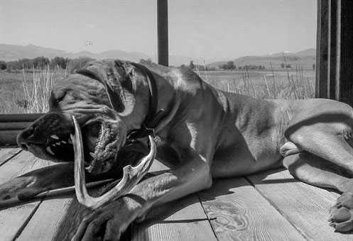 are-antlers-safe-2.jpg