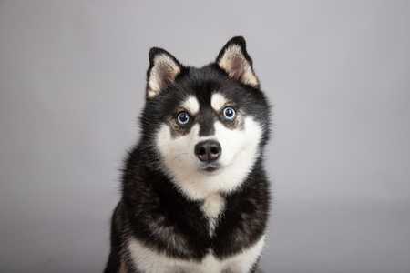 Black and white Alaskan Klee Kai dog breed headshot against a grey background