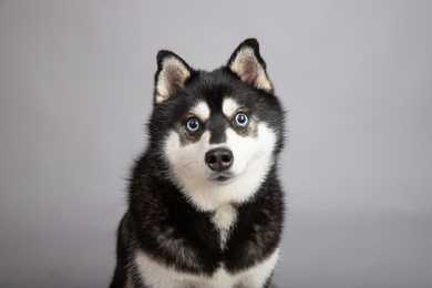 Black and white Alaskan Klee Kai dog breed headshot against a grey background