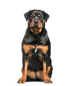 Rottweiler dog breed sitting looking straight at the camera against a white background