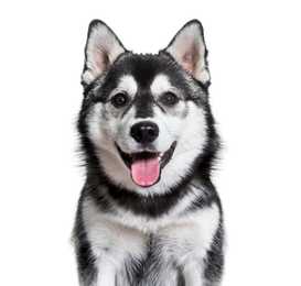 Pomsky dog breed headshot with tongue out against a white background