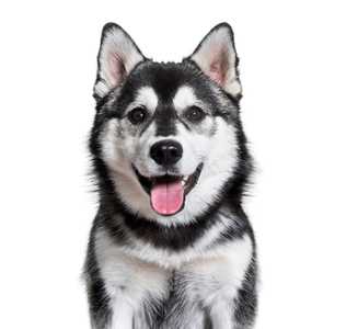 Pomsky dog breed headshot with tongue out against a white background