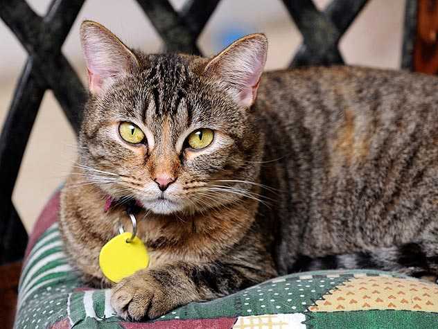 Foster Cats