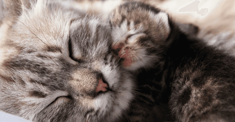 Mom and baby cats