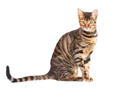 Side view of a Toyger cat breed looking at the camera against a white background