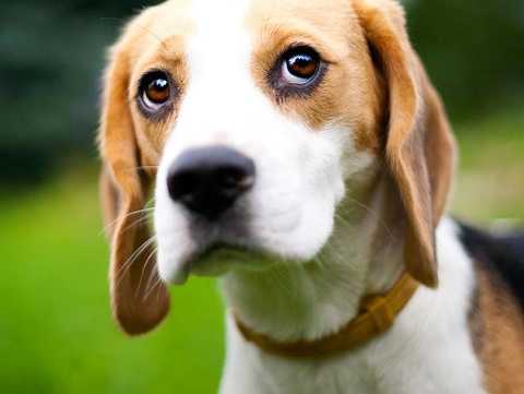 Keep Your Microchip's Info Up-to-Date