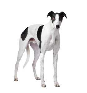 Black and white Greyhound dog breed standing against a white background