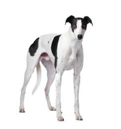 Black and white Greyhound dog breed standing against a white background