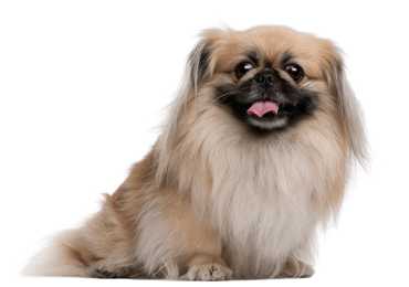 fluffy pekingese dog breed sitting in front of a white background