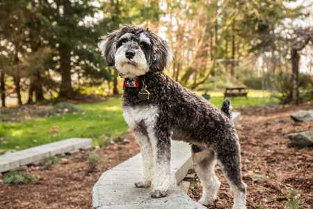 Schnoodle dog breed side angle with front paws on cement border in park with trees in  background
