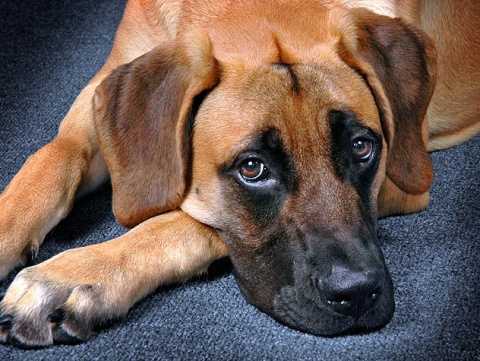 dogs invermectin overdoes
