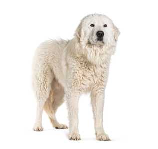 large white maremma sheepdog breed standing in front of a white background facing forward