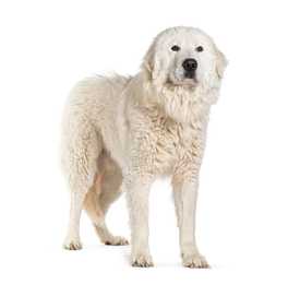 large white maremma sheepdog breed standing in front of a white background facing forward