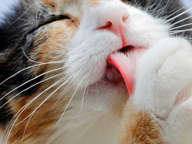 Cat licking its paw
