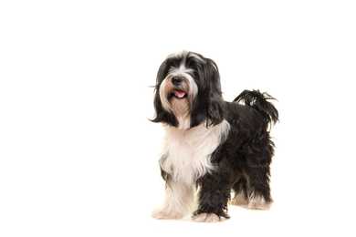 Tibetan Terrier dog breed standing against a white background