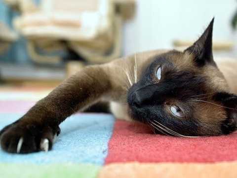relaxed cat