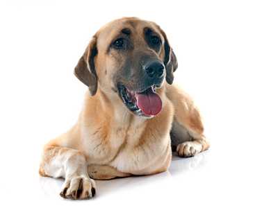 Anatolian Shepherd dog breed close up laying with mouth open and a paw out against white background