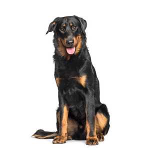 beauceron dog breed sitting against a white background with tongue out