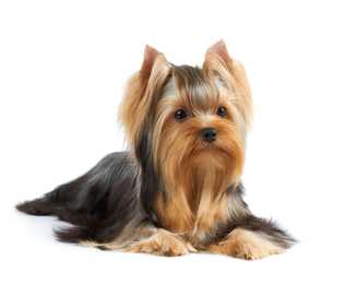 Long haired Yorkshire Terrier dog breed laying with head up against a white background