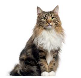 Multi colored Norwegian Forest cat breed sitting tall looking at the camera with a white background