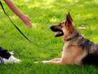 german Shepherd dog training
