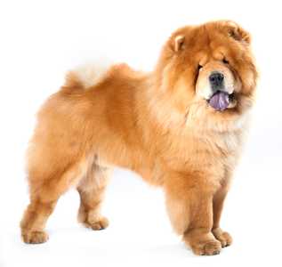 Chow Chow dog breed standing tall side view with tongue out against a white background