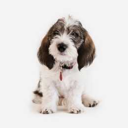 Petit Basset Griffon Vendeen dog breed puppy sitting against a white background