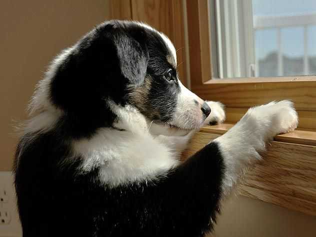 Dog looking out window