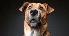 Dog Looking at owner 