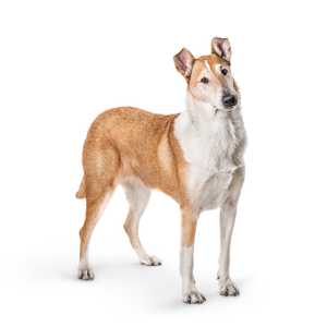 Standing Smooth Collie dog breed with head tilted against a white background