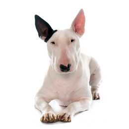 Bull Terrier dog breed white with one black ear laying down against a white background