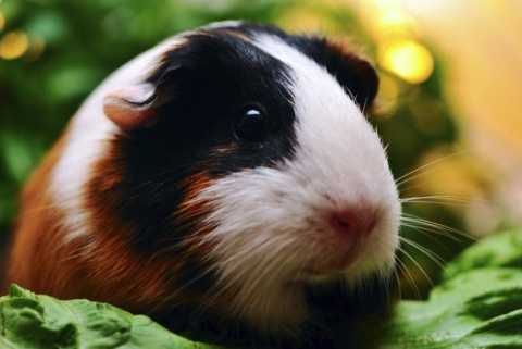 Living With Guinea Pig Allergies