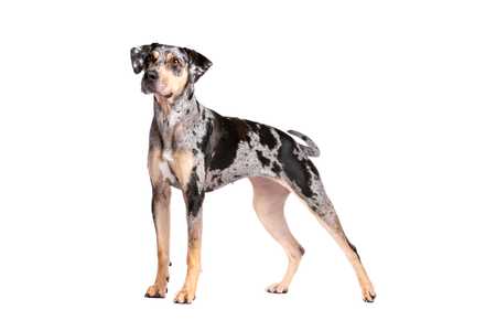 Standing Catahoula Leopard dog breed against a white background