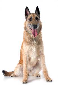 Belgian Shepherd Laekenois dog breed sitting with tongue out against a white background