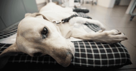 Parvo in dogs