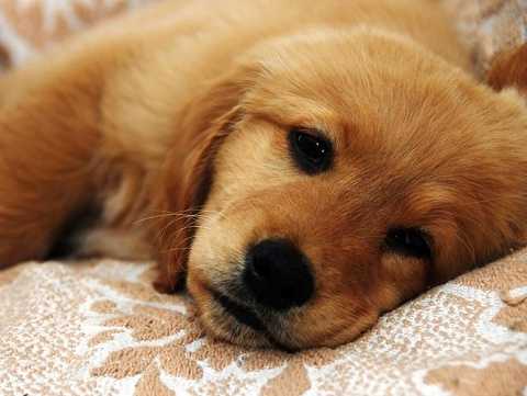 Surviving A Canine's Adolescence