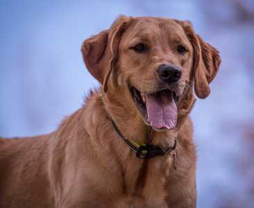 Goldador dog breed from the chest up with tongue out against a blurred sky background