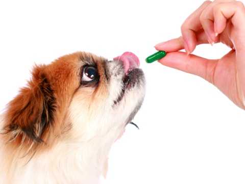 do dogs need vitamins