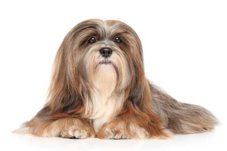 Lhasa Apso dog breed laying down with white background