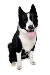 Karelian Bear dog breed sitting panting against a white background