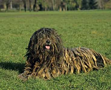 Dark Bergamasco Sheepdog breed with tongue out laying in the grass