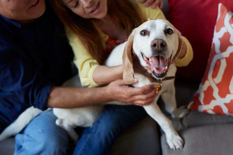 Dog sitting on owners lap looking at the camera smiling