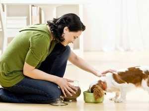 where to feed dog