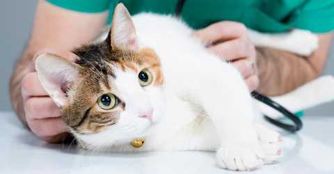 cat at vet