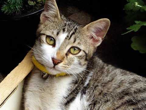 Pet Microchips