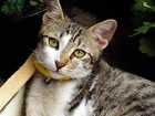 grieving your pet
