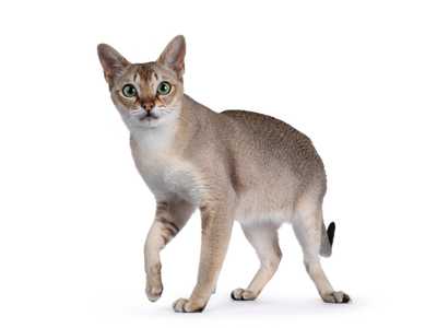 Young Singapura cat breed standing with one paw raised against a white background