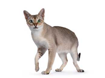 Young Singapura cat breed standing with one paw raised against a white background