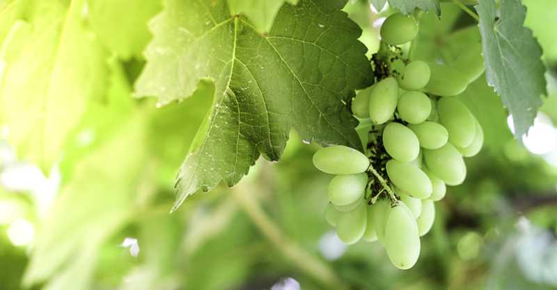 Grapes